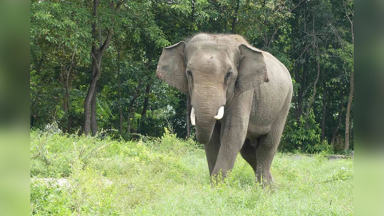 Beloved Elephant Sakor Dies at Phnom Tamao Wildlife Rescue Center