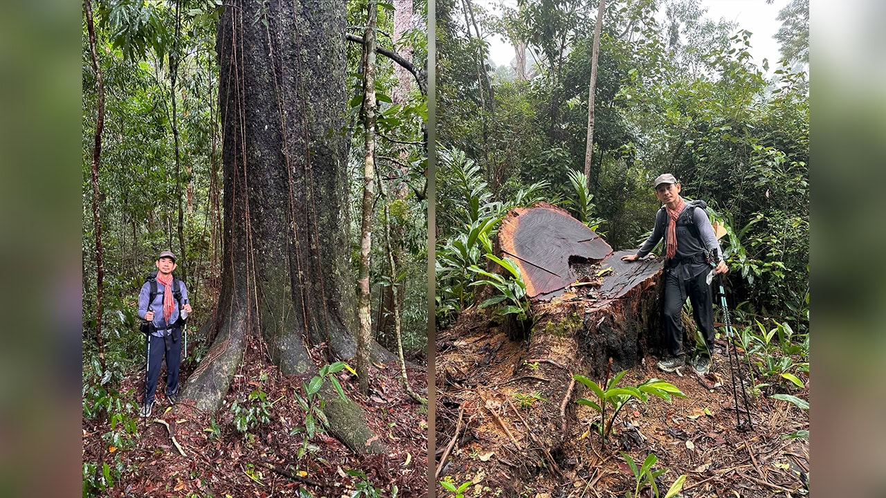 Provincial environment office promises legal action against illegal loggers