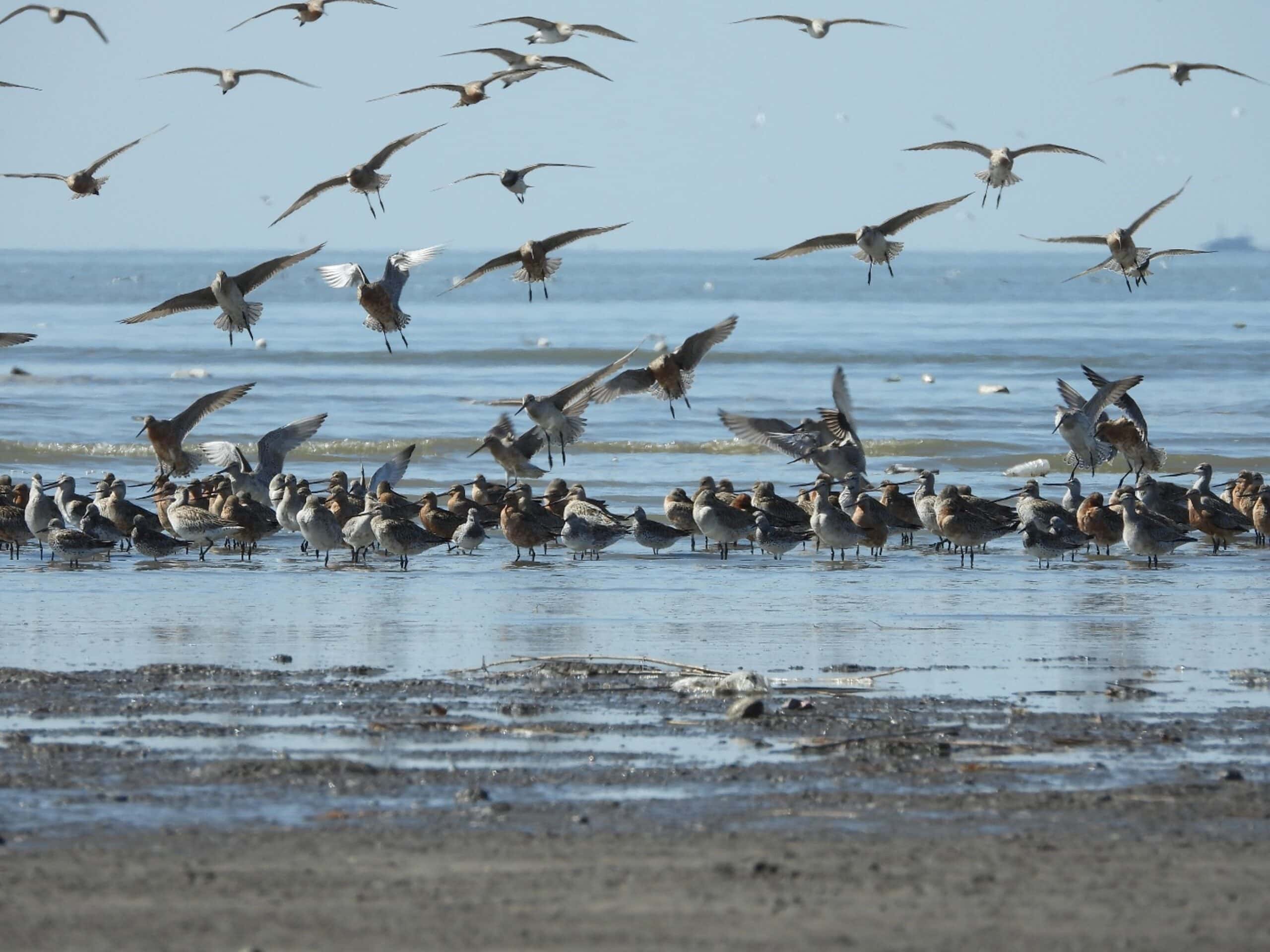 What Migratory Birds Teach Us About Growth and Resilience